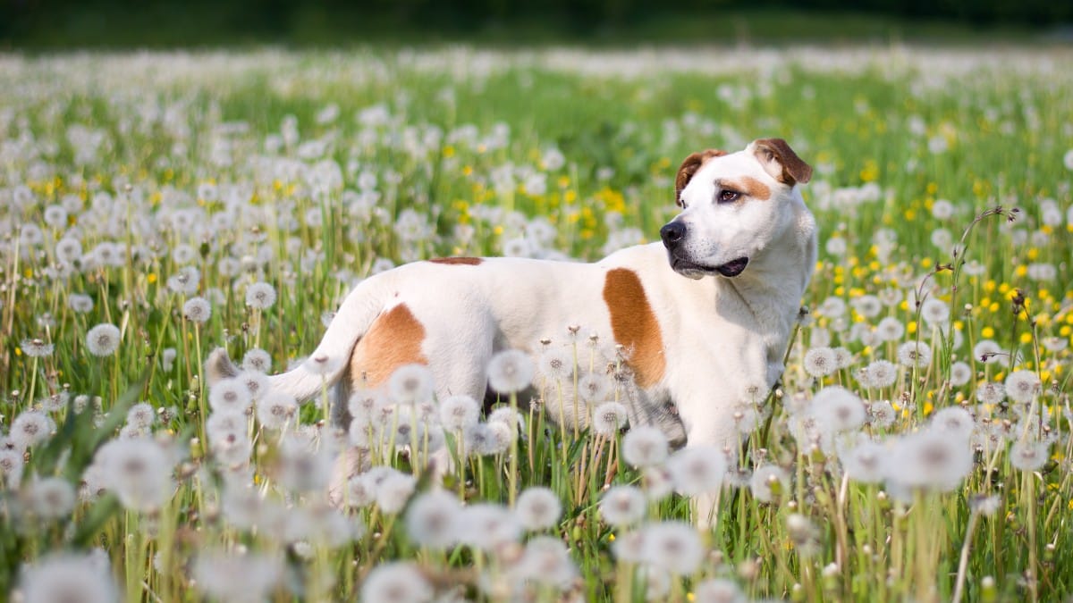 Die Brut- und Setzzeit in Hessen 2025: Was Hundehalter wissen m&uuml;ssen