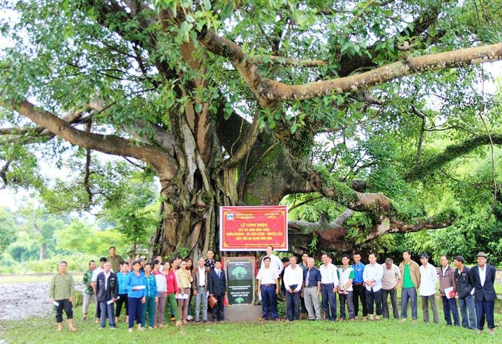 Tháng 7/2017, Hội Bảo vệ thiên nhiên và môi trường tỉnh Đắk Lắk công bố quyết định và gắn biển “Bảo tồn cây cổ thụ” cho cây đa trên 200 tuổi tại buôn M'Liêng.