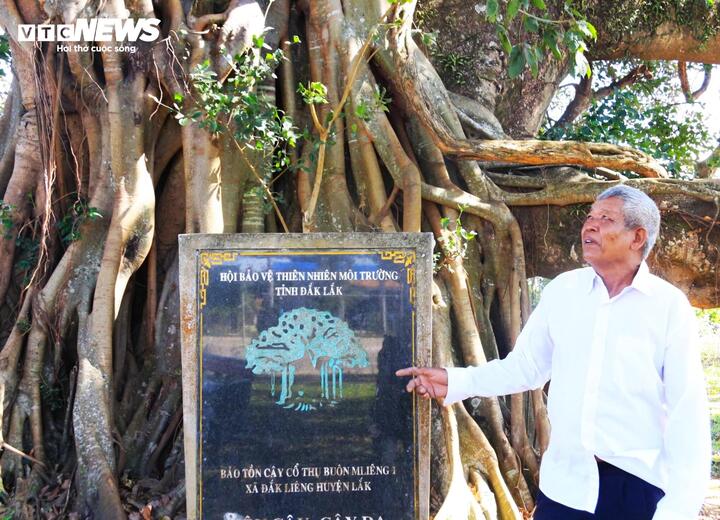 H&agrave;ng trăm năm qua, người d&acirc;n trong bu&ocirc;n truyền tai nhau g&igrave;n giữ, bảo vệ c&acirc;y đa v&agrave; họ xem c&acirc;y đa như l&agrave; linh hồn của bu&ocirc;n l&agrave;ng. Trong c&aacute;c dịp lễ, hội, người trong bu&ocirc;n thường mang lễ vật ra c&acirc;y c&uacute;ng, cầu mong mưa thuận gi&oacute; h&ograve;a, m&ugrave;a m&agrave;ng tốt tươi, ấm no hạnh ph&uacute;c.