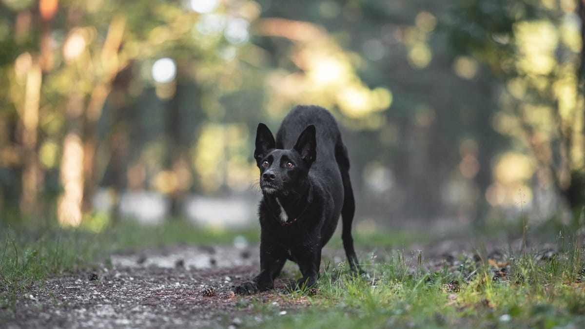 Brut- und Setzzeit in NRW 2025: Wichtiges f&uuml;r Hundehalter