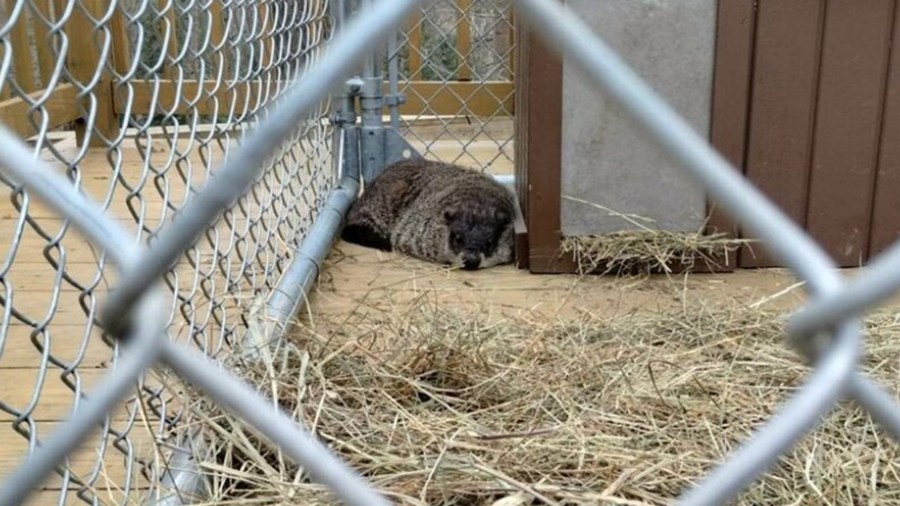 French Creek Freddie predicts early spring in 2025