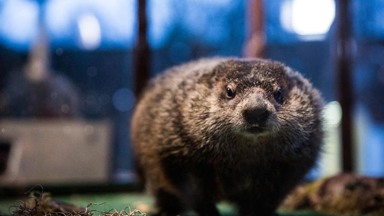 Meaning behind a groundhog seeing its shadow