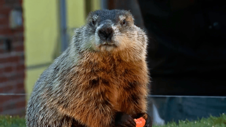 Did Buckeye Chuck see his shadow on Groundhog Day 2025?