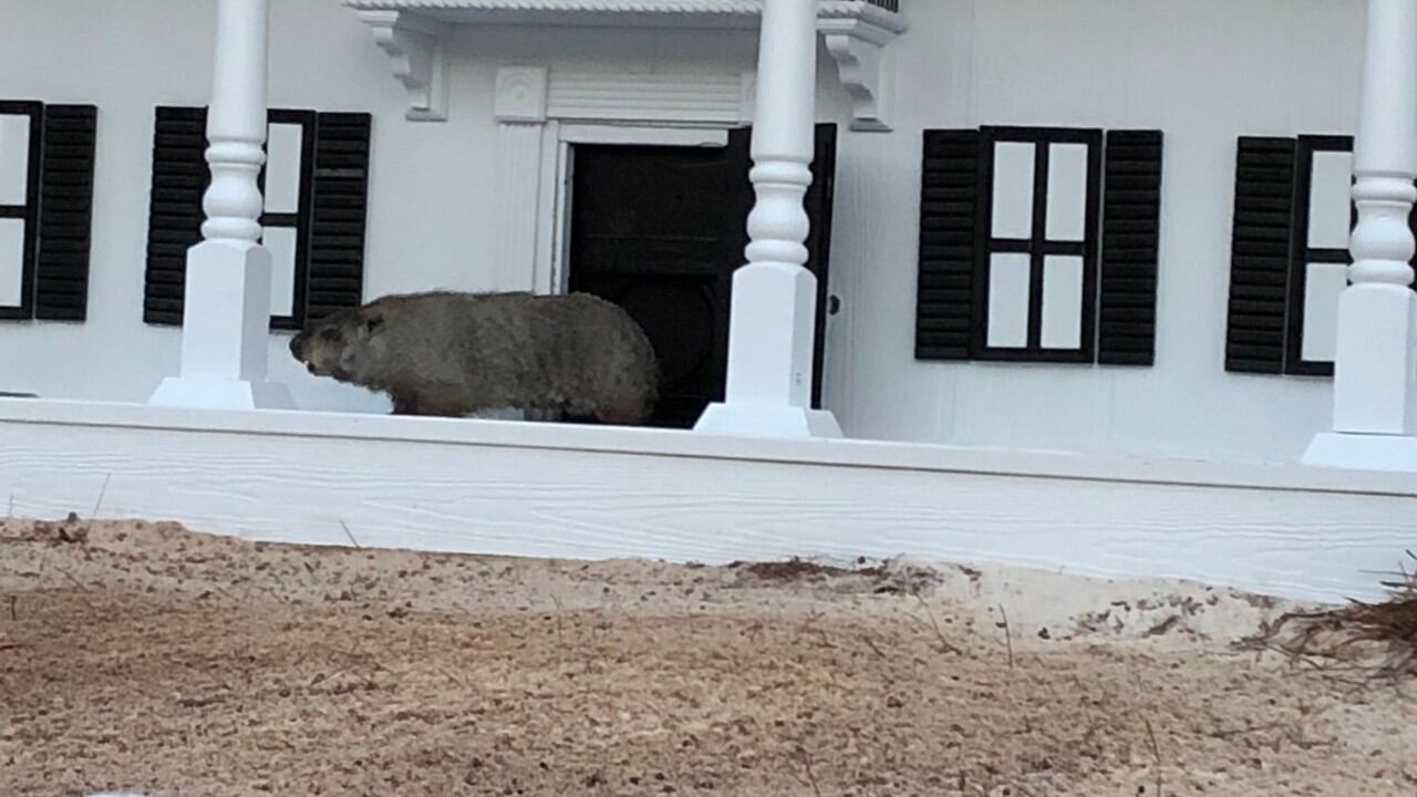 It’s Groundhog Day! What did own General Beauregard Lee predict?