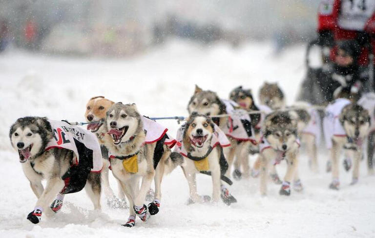 Deseret News archives: 100 years ago, sled dogs arrived in Nome, Alaska ...