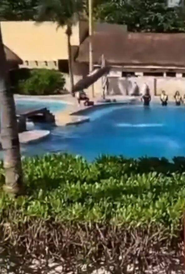 Dolphin falls onto concrete during a show