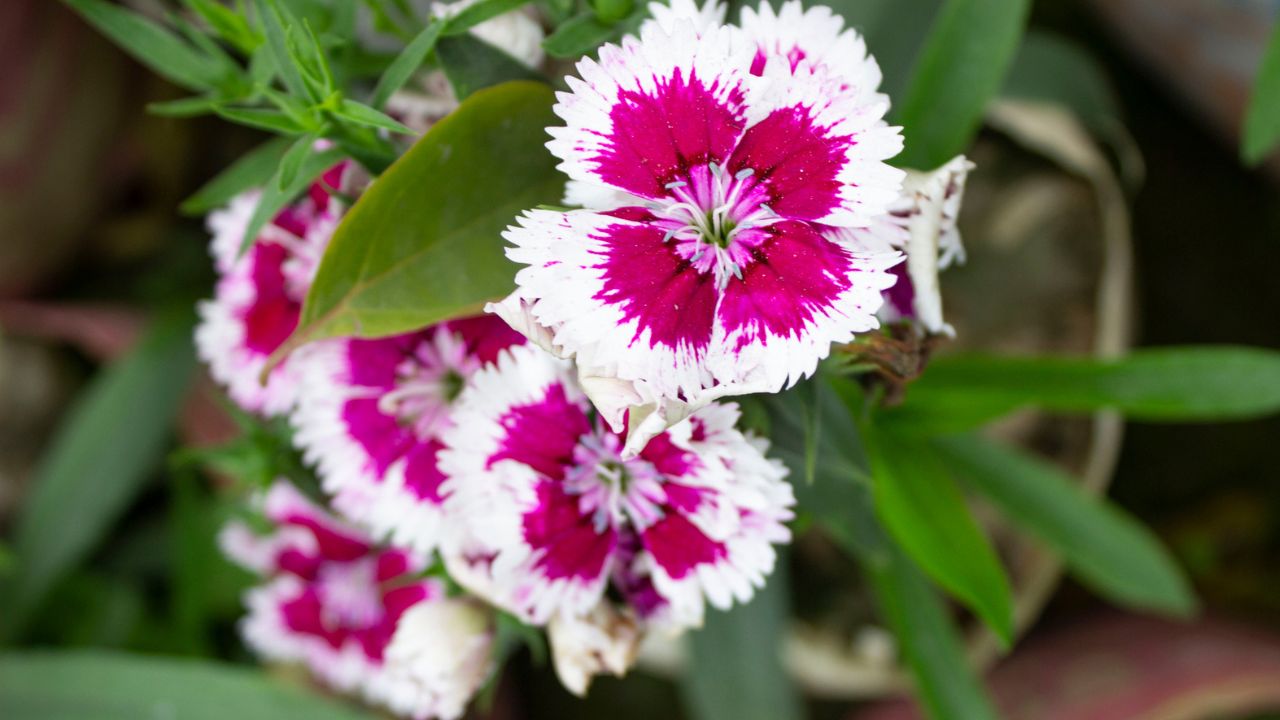 the-30-funniest-one-liners-from-the-legendary-rodney-dangerfield