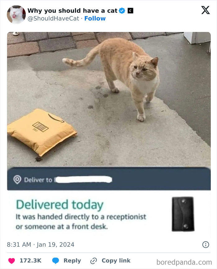 This page shares ‘why you should have a cat’ and here’s 47 of the most ...