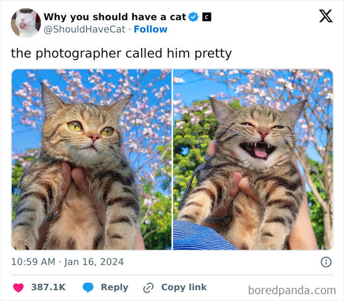This page shares ‘why you should have a cat’ and here’s 47 of the most ...