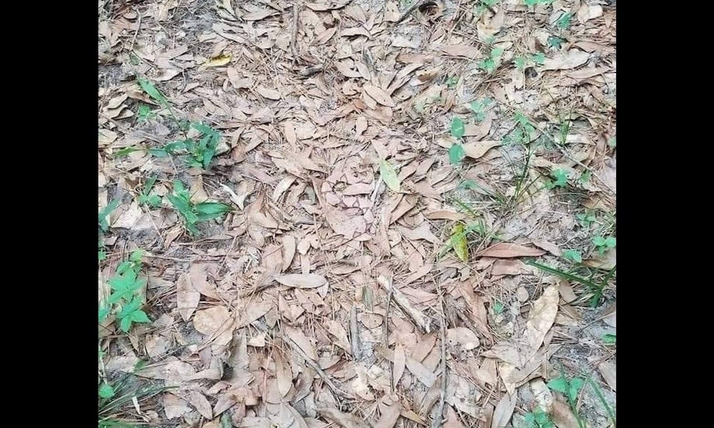 can-you-spot-the-copperhead-snake-perfectly-hidden-in-plain-sight