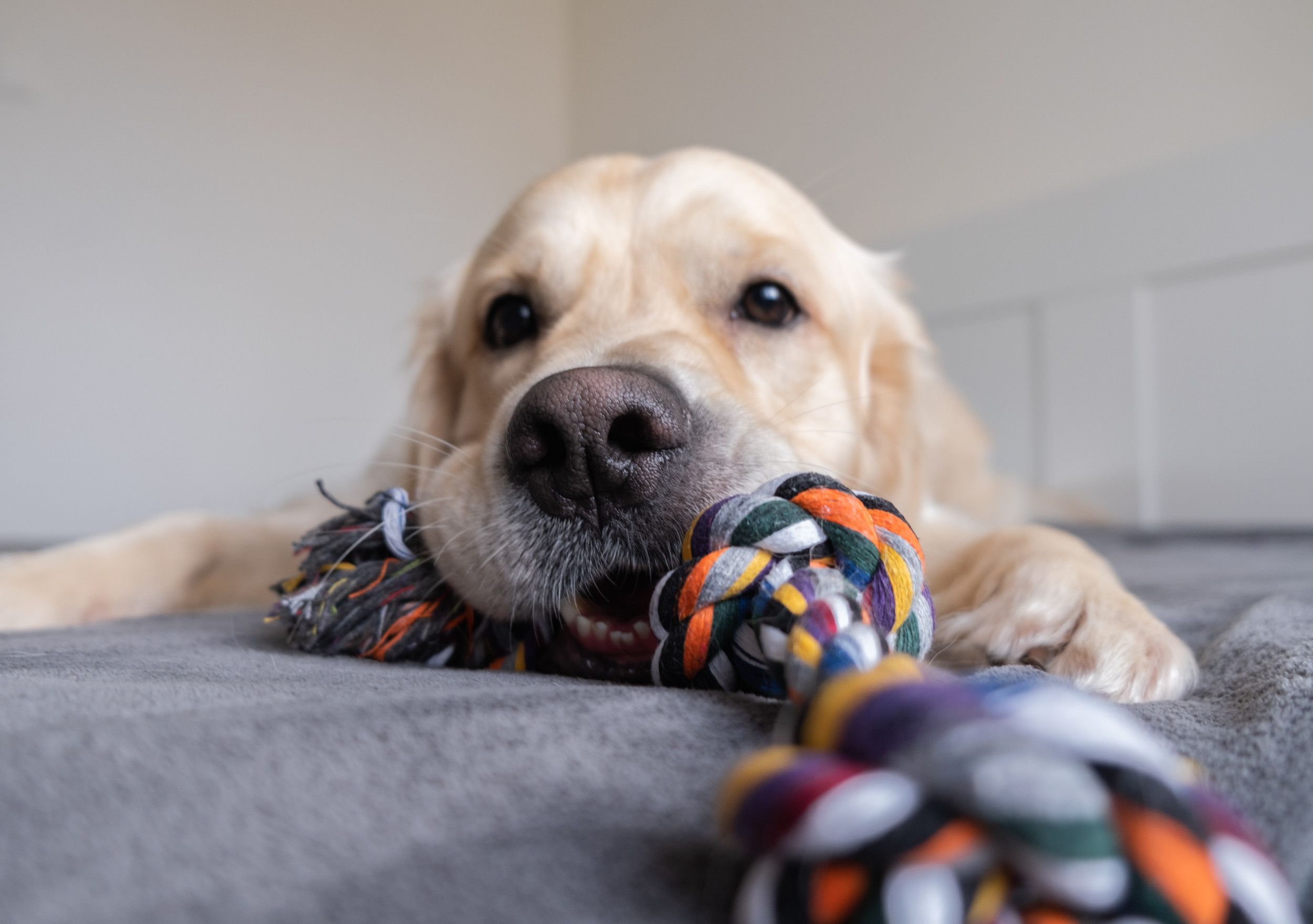 How Golden Retriever Looks Out for Her Deaf Brother at Home Melts Hearts(01)