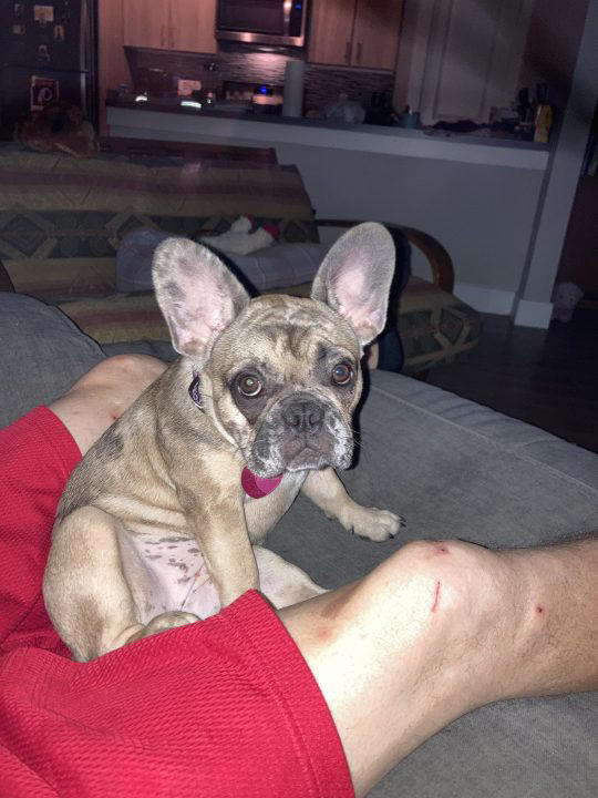 ‘I just want my dog back’ Man says he was robbed at gunpoint for(01)