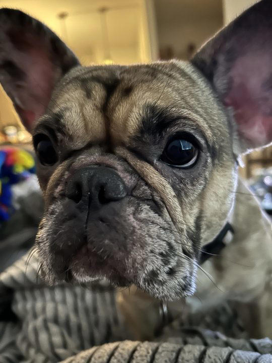 ‘I just want my dog back’ Man says he was robbed at gunpoint for