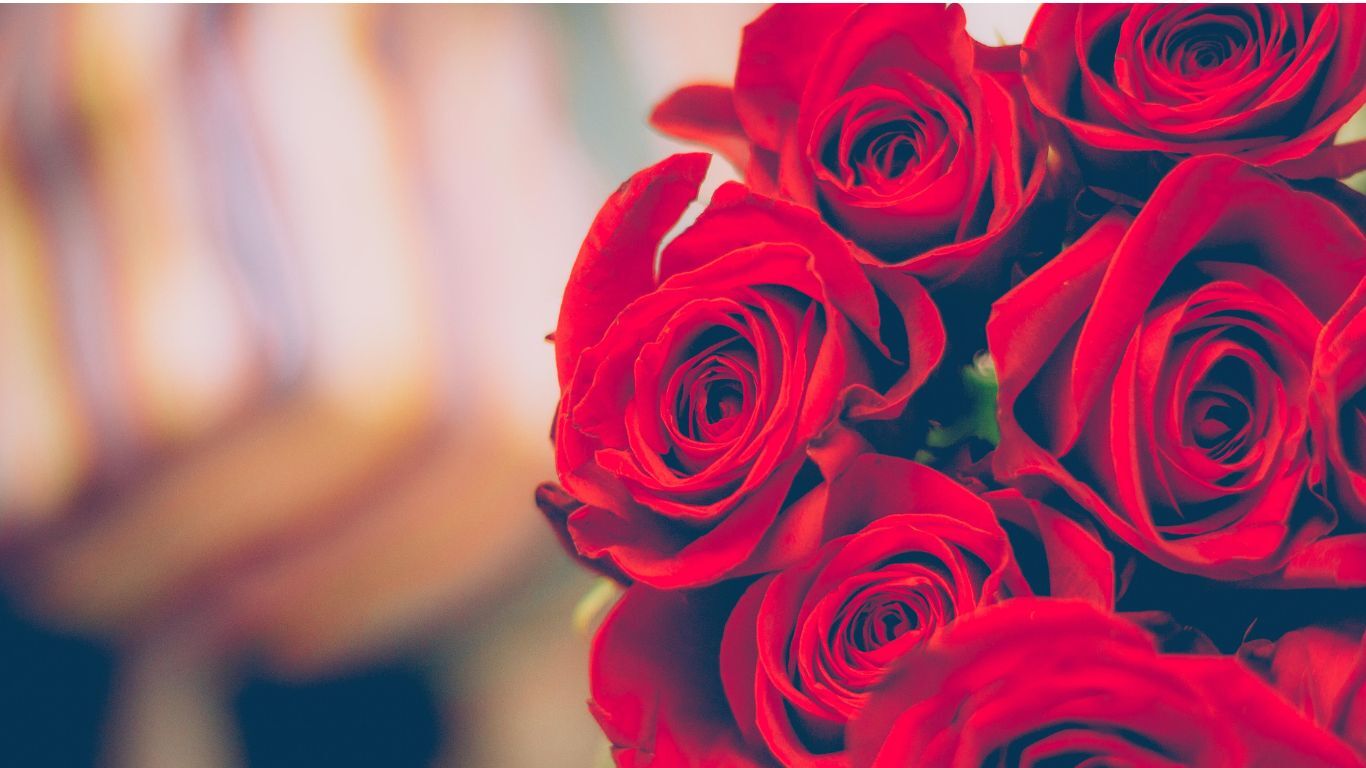 Significato delle rose secondo il colore