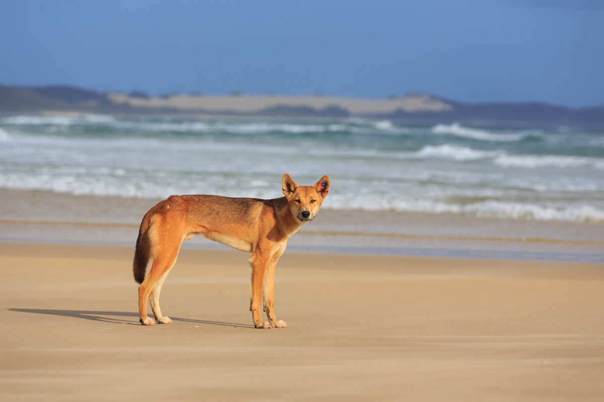 Tourist found dead on Australian beach as police fear dingo attack