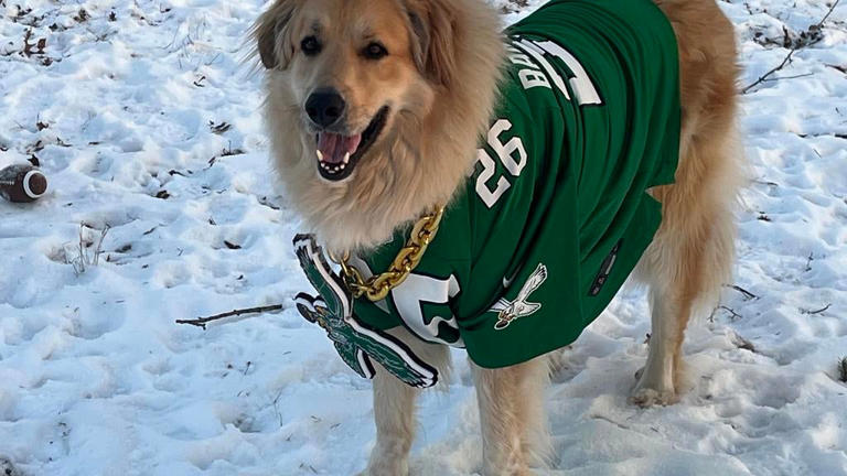 Chewy giving away thousands of free pet treats if Philadelphia Eagles