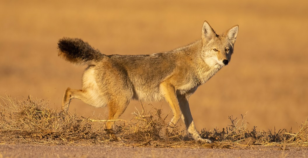 Unfazed Cat Fights Off Three Coyotes In Wild But Inspirational Viral(01)