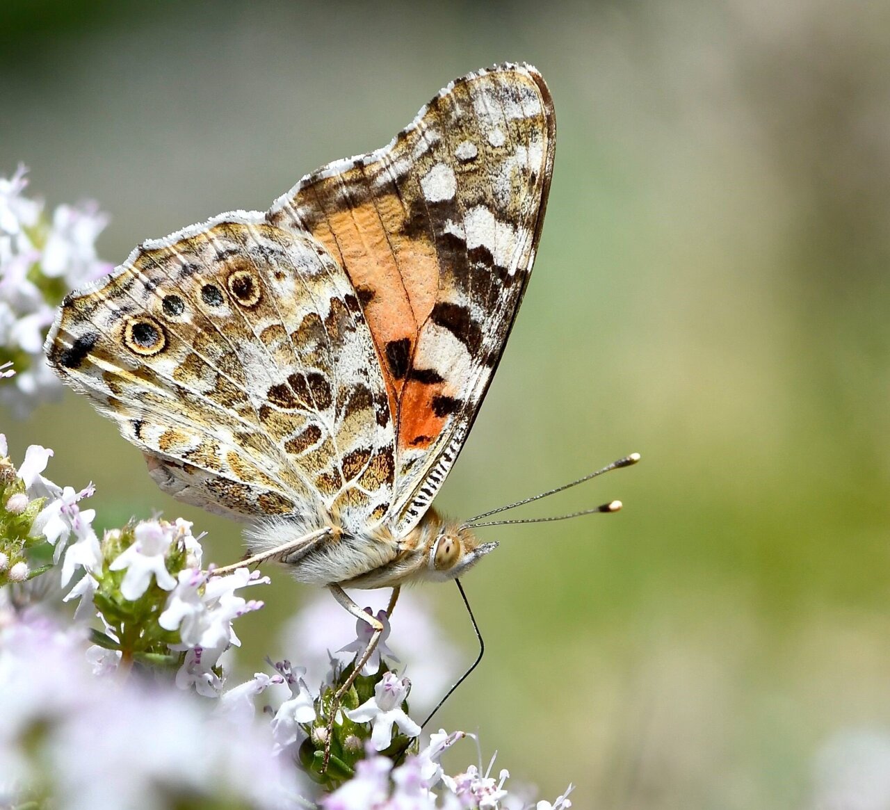 Decoding a butterfly 39 s travel map - AA1yosFs.img