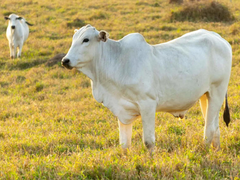 Rs 40 crore sale of Indian cow sets World Record at auction. What makes the Andhra breed cow so expensive?