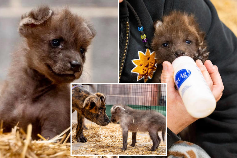 Orphaned wolf pup gains new companion in local shelter dog at a Kansas zoo(01)