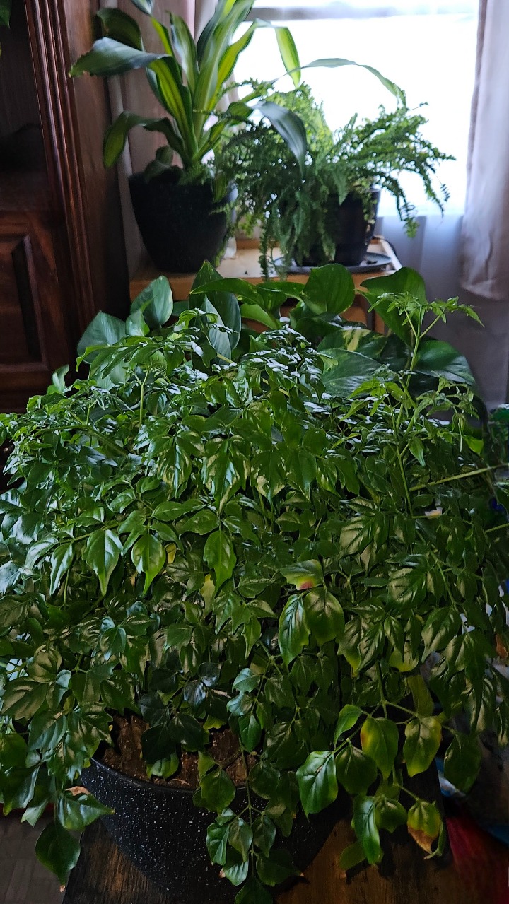 9-surprising-benefits-of-growing-the-china-doll-plant-at-home