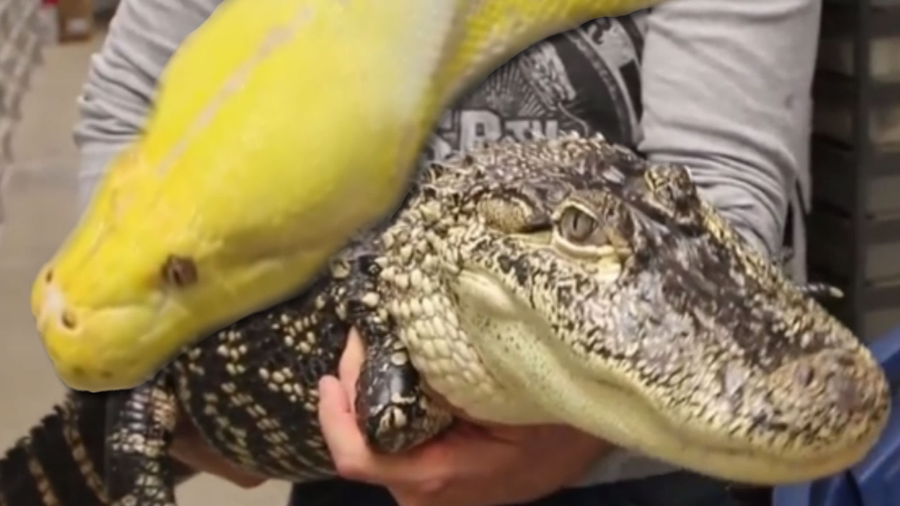 8 Amazing Animal Ambassador - Snakes & Reptiles