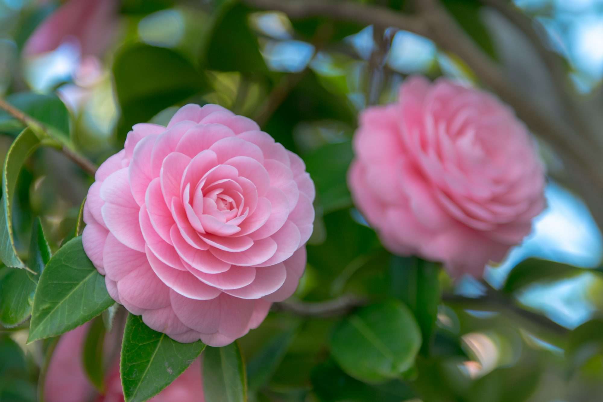 The 10 biggest mistakes to avoid when growing camellias