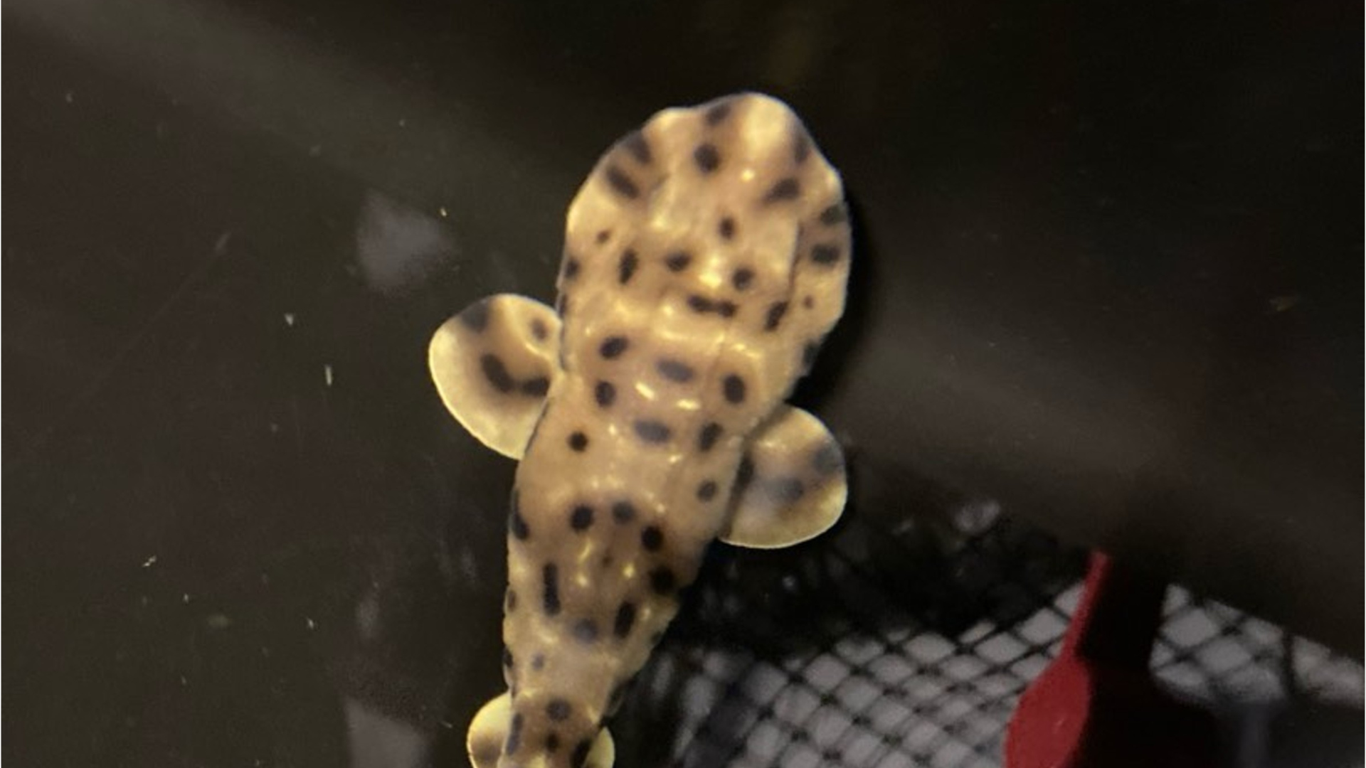 Aquarium Surprised By 'Virgin Birth' Of Swell Shark In AllFemale Tank