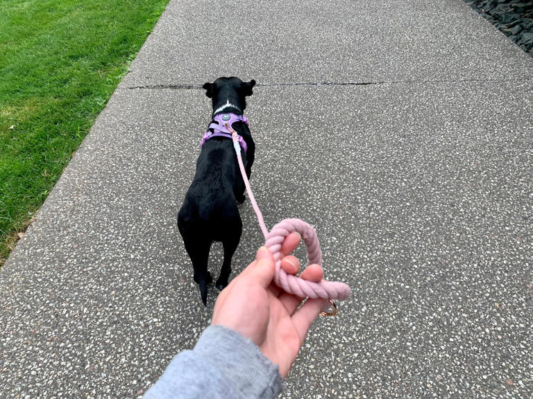 View of Image result for Leash with smooth operating mechanism easy