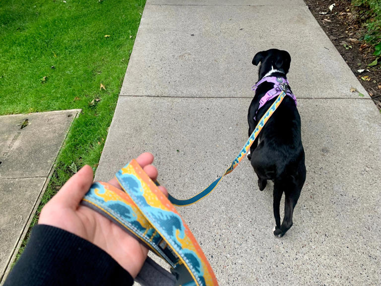 Image result for Leash with smooth operating mechanism easy