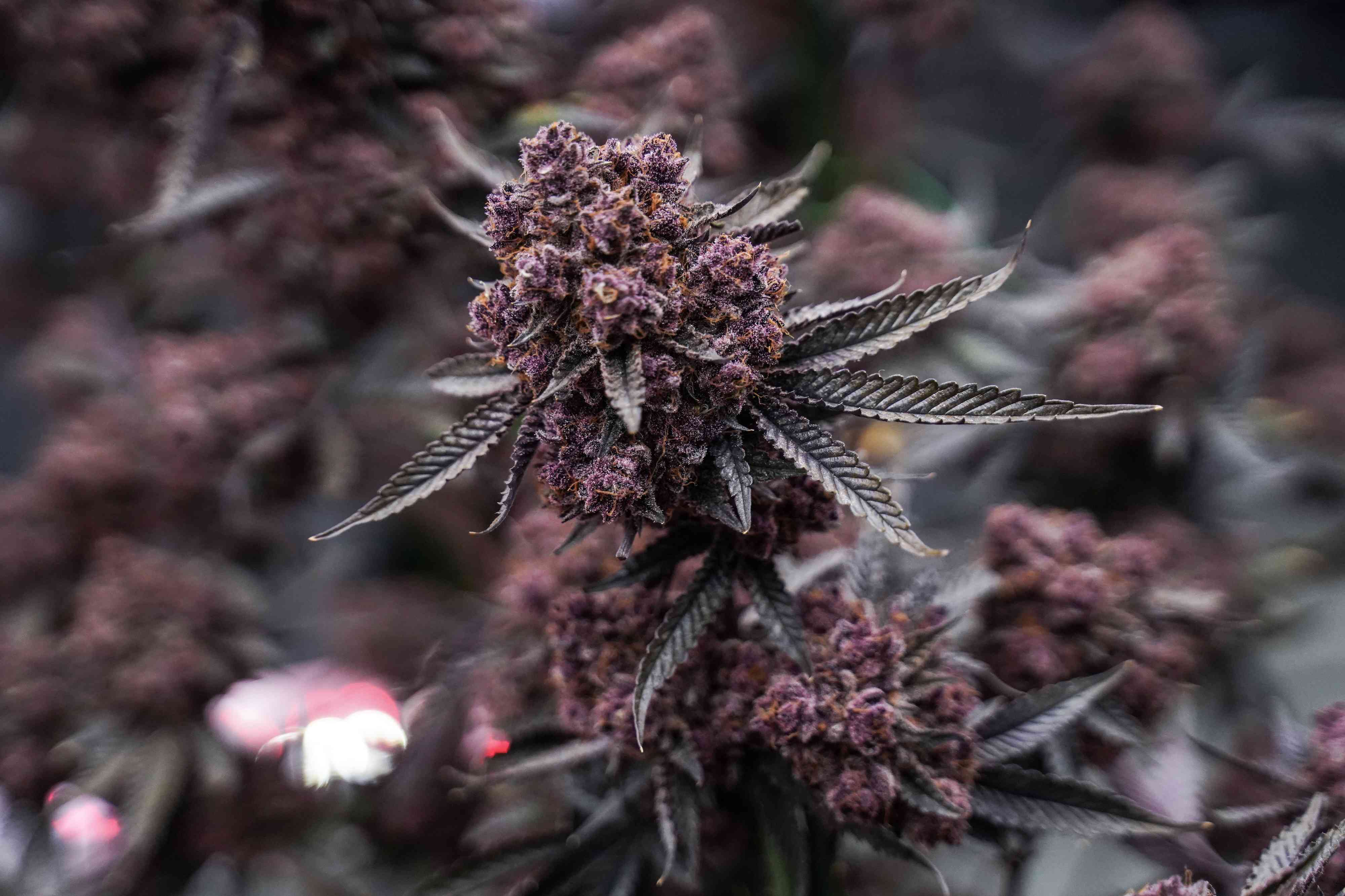 Heavy Cannabis Use Linked to Lasting Effects on Working Memory, Study Finds