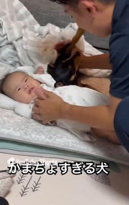 赤ちゃんのお世話をしようとしたら→犬が構ってもらえると勘違いし 赤ちゃんのお世話をしようとしたら→犬が構ってもらえると勘違いし