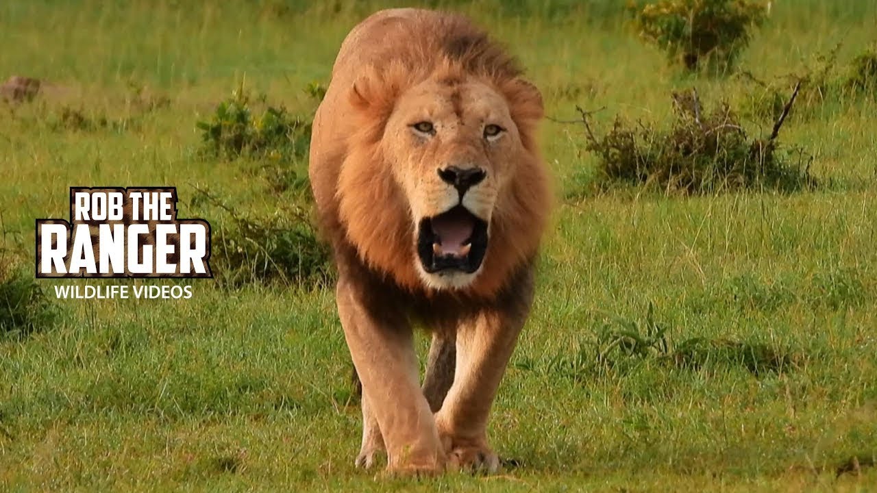 Lion roars loudly while patrolling the Maasai Mara