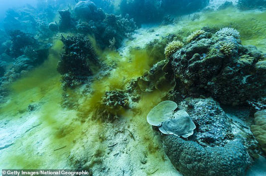 As the iron enters the ocean it would lead to an algae bloom, like this one seen over a tropical reef, which would support support the marine ecosystem. The researchers say this could help humanity feed itself during the years of impact winter 