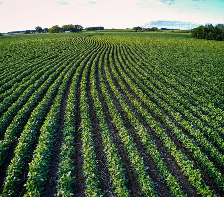 Agricultura. Foto: PExels