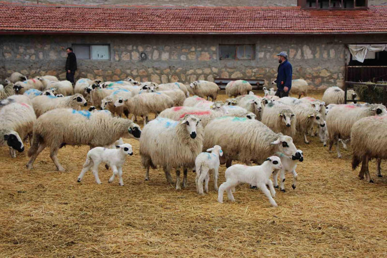 AMASYA’DA ÇOKLU DOĞUM ÖZELLİĞİNE SAHİP YERLİ BAFRA IRKI KOYUNLARIN YETİŞTİRİLDİĞİ GÖKHÖYÜK TARIM İŞLETMESİ'NDE BU YILKİ KUZU DOĞUMLARI BAŞLADI. KOYUNLARIN YÜZDE 75’İNİN İKİZ YAVRULADIĞI İŞLETMEDE BU YIL 6 BİNDEN FAZLA KUZUNUN DOĞMASI BEKLENİYOR.