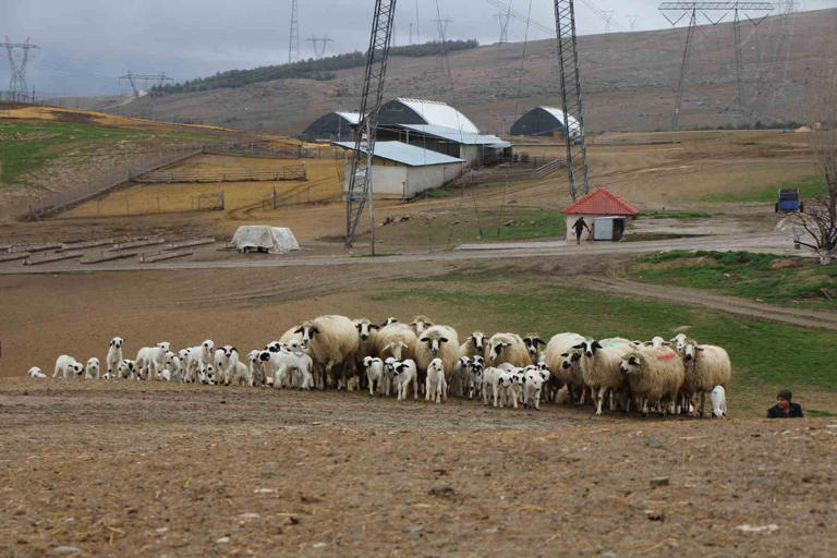 TARIM İŞLETMELERİ GENEL MÜDÜRLÜĞÜ’NE (TİGEM) BAĞLI İŞLETMEDE BAHARIN HABERCİSİ KUZULARIN ANNELERİYLE BULUŞMAYA BAŞLADIĞI SÜT SAATİ RENKLİ ANLARA SAHNE OLDU.