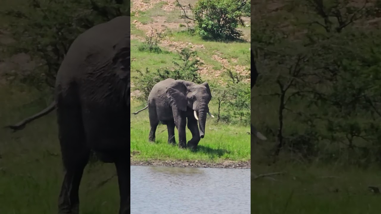 Elephant Bull Visits Lalashe Mara - AA1z0JjP.img