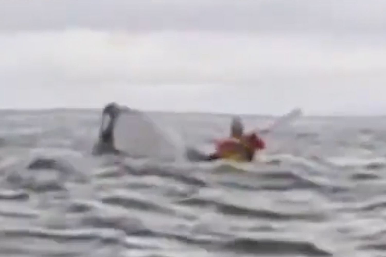 Kayaker Survives Getting Swallowed by a Whale as Dad Captures Ordeal on