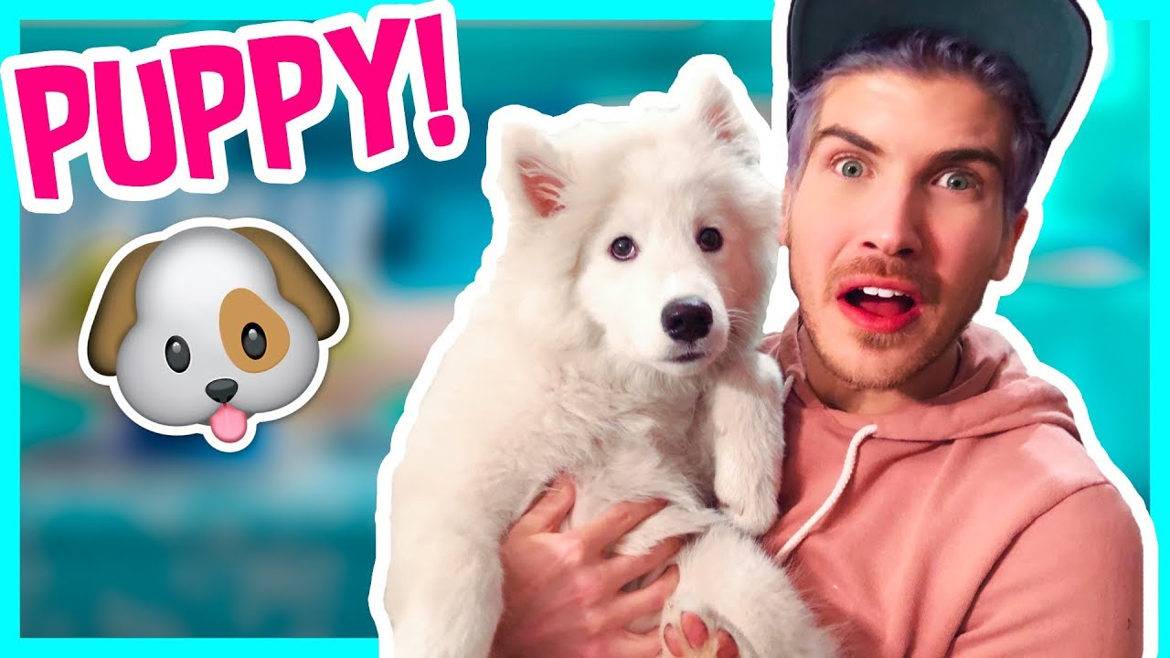 We welcome another puppy into our happy, growing family