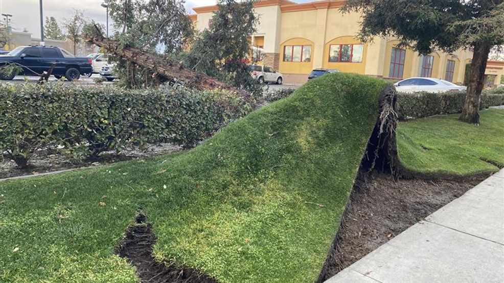 Tree uprooted in CVS Pharmacy parking lot in southwest Bakersfield