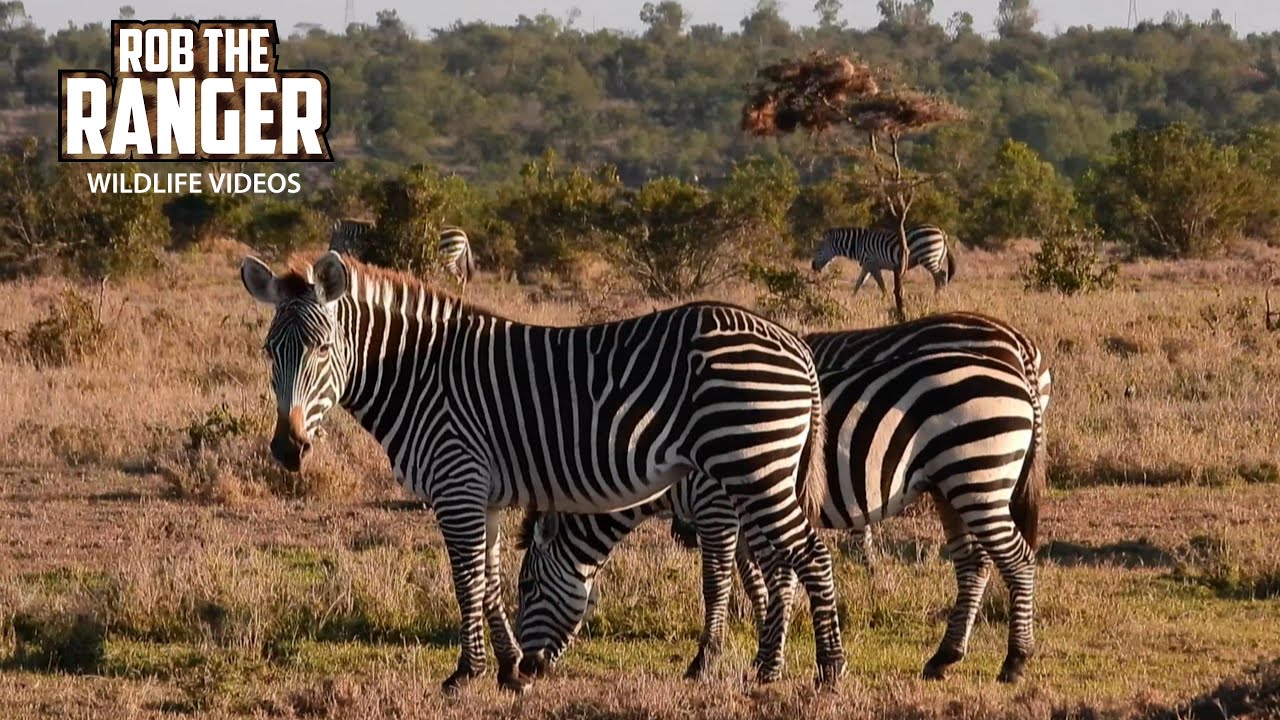 Zebras and gymnogene with Mount Kenya as backdrop