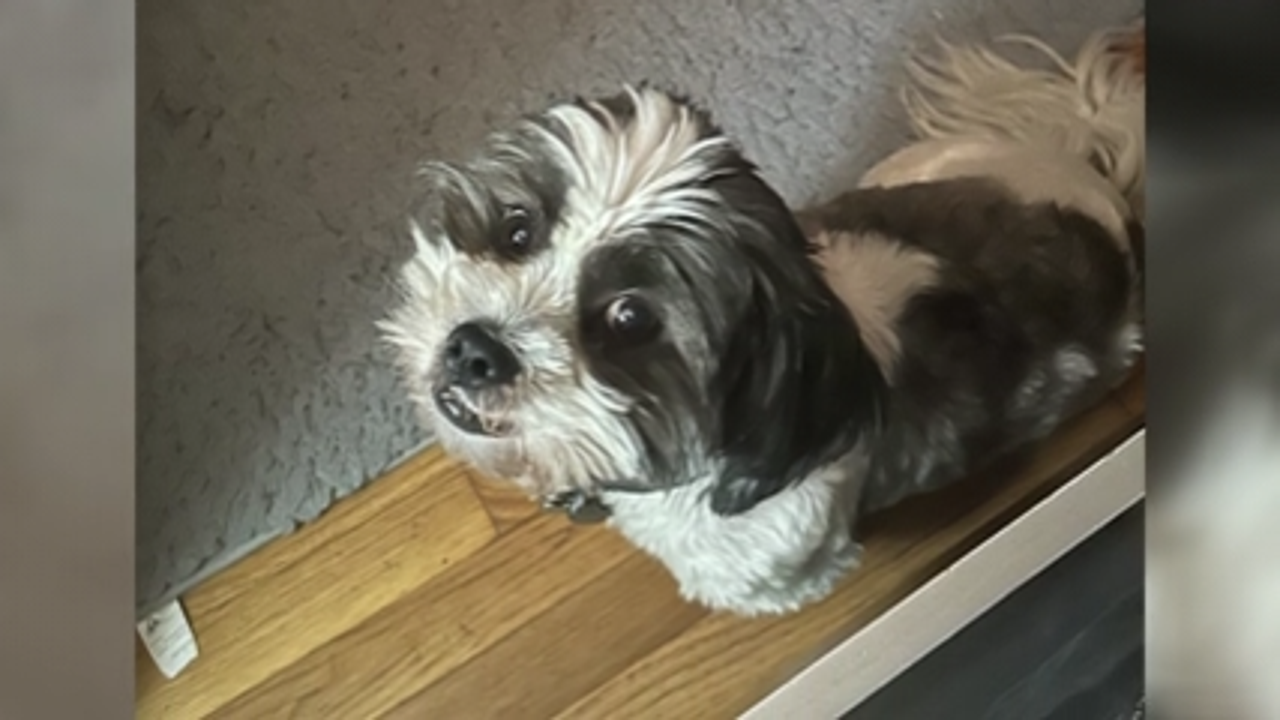 Virginia PetSmart groomer cut off tip of Shih Tzu’s tail, owner says