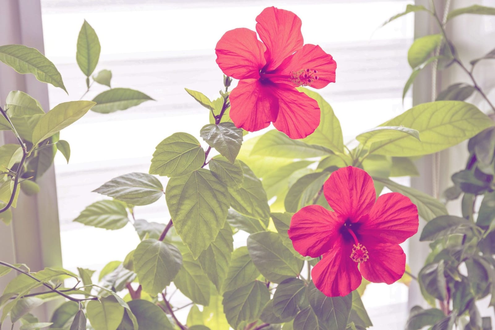 3 Regeln für den Standort deines Hibiskus nur so kriegt er schöne Blüten!