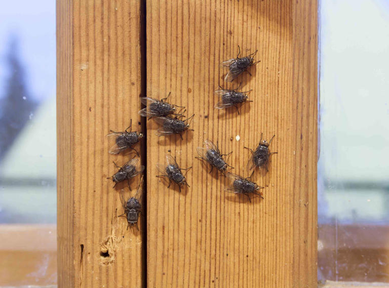 How to keep flies off your porch—so you can actually enjoy sitting outside