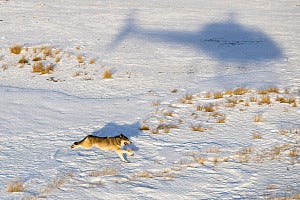 Colorado wolf map shows movements in areas bordering Wyoming, New ...