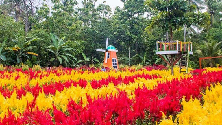 Taman Bunga Kebon Asri di Bayat, Klaten yang bernuansa Negeri Belanda. (Kompas.com/Anggara Wikan Prasetya)