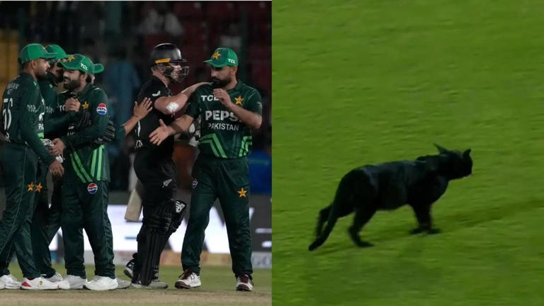 WATCH: BIZARRE Scenes In Karachi! Black Cat Halts Play During Pakistan Vs New Zealand Tri Series Final