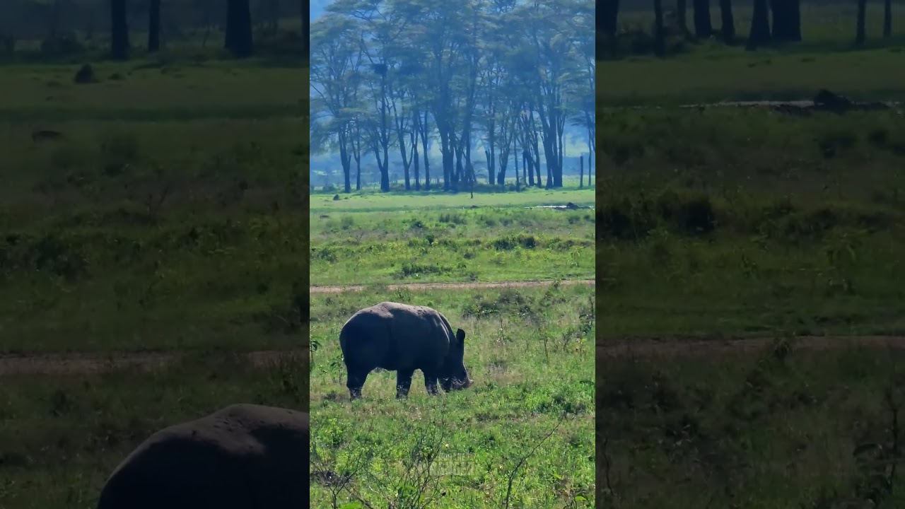 Heartwarming Rhino and Baby in the African Wild