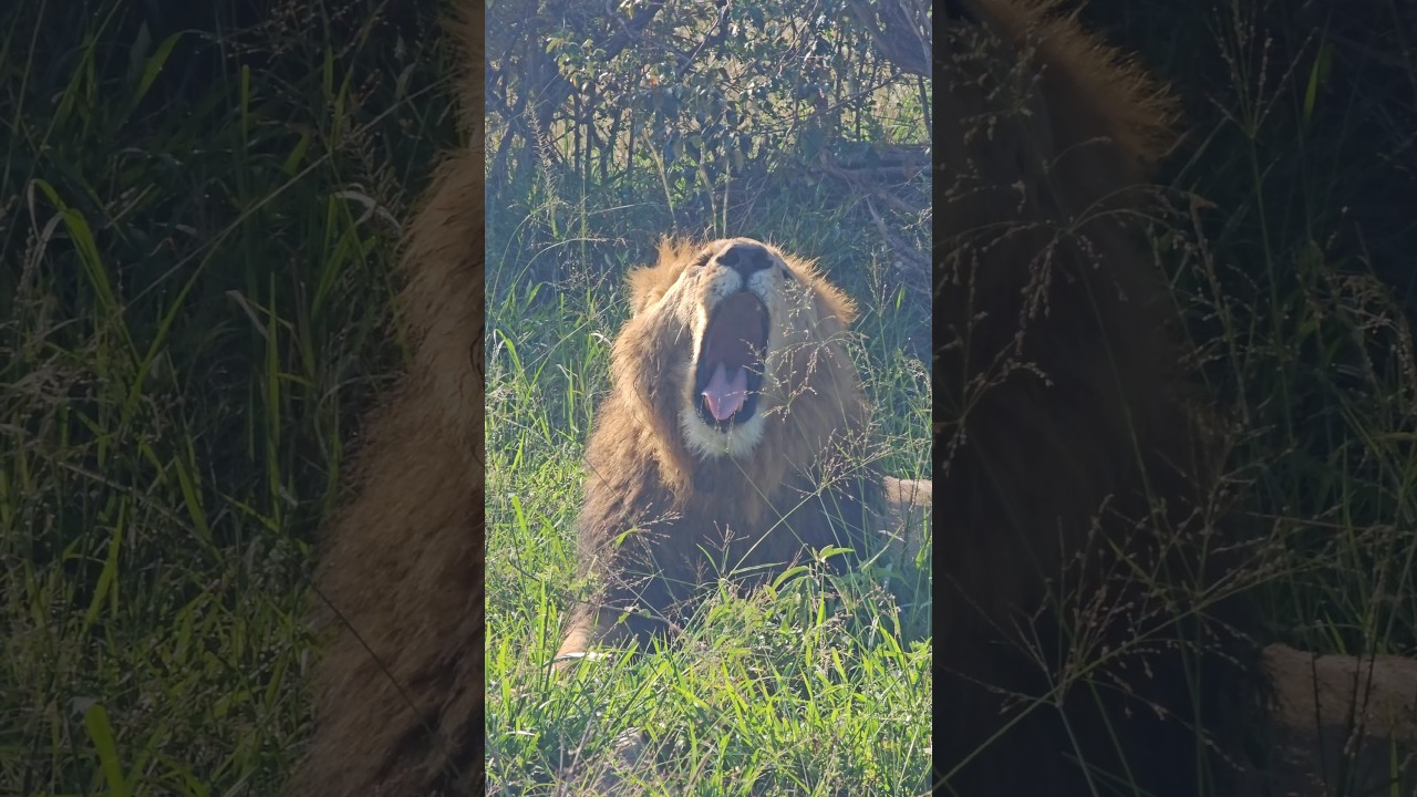 Rongai Lion Pride Presides Over Large Area In Africa